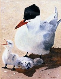 Caspian Terns